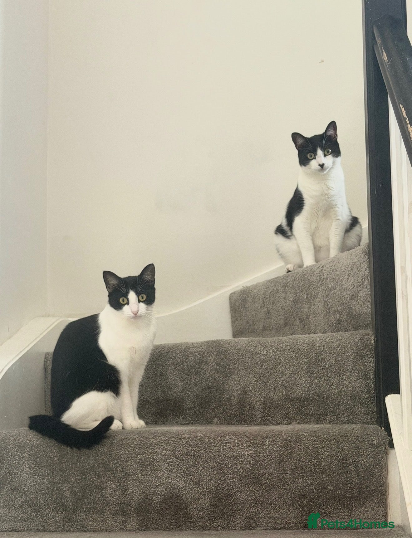 Domestic Shorthair cats Pair of Tuxedos (2 years old) - Advert 8