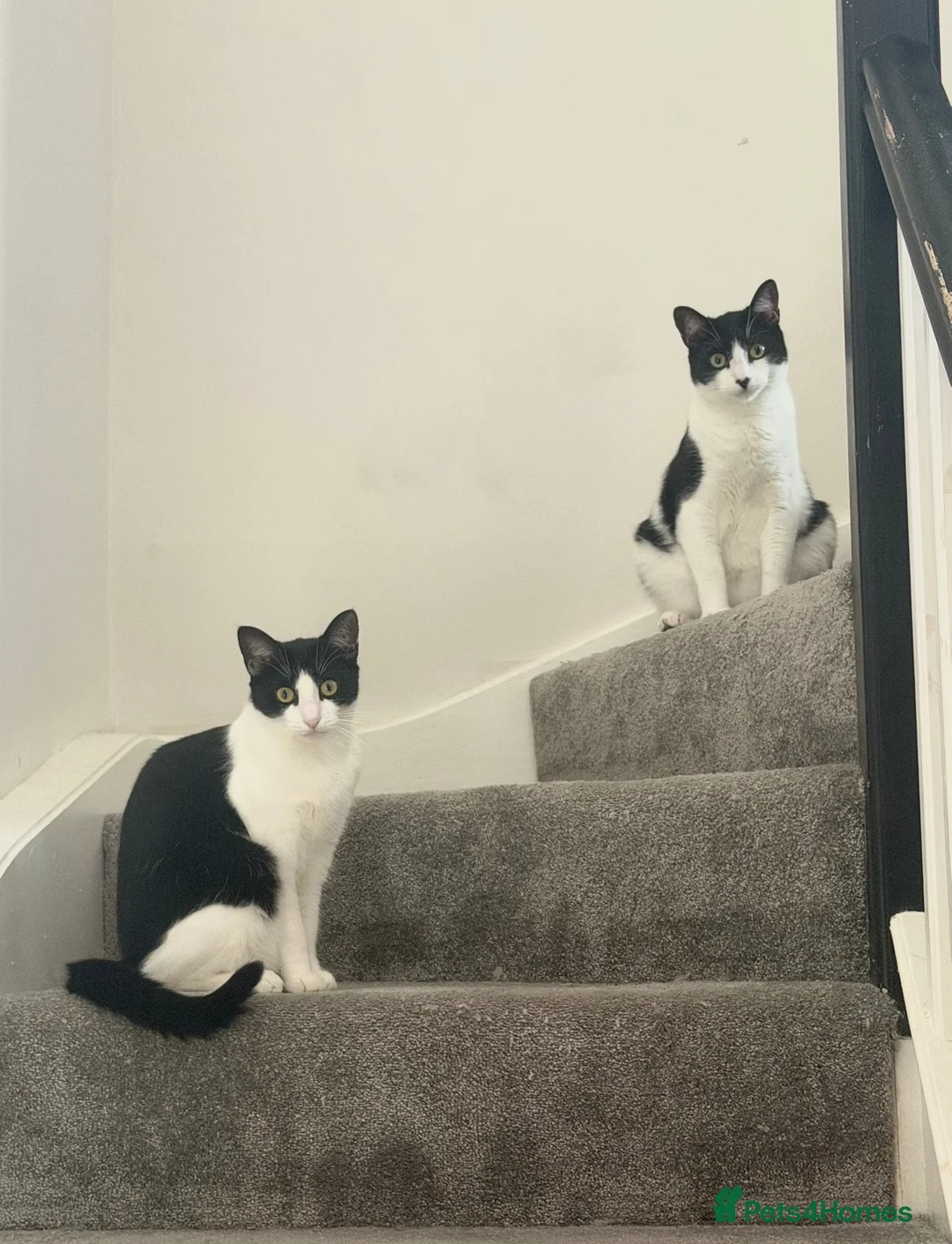 Domestic Shorthair cats for sale: Pair of Tuxedos (2 years old) - Advert 1