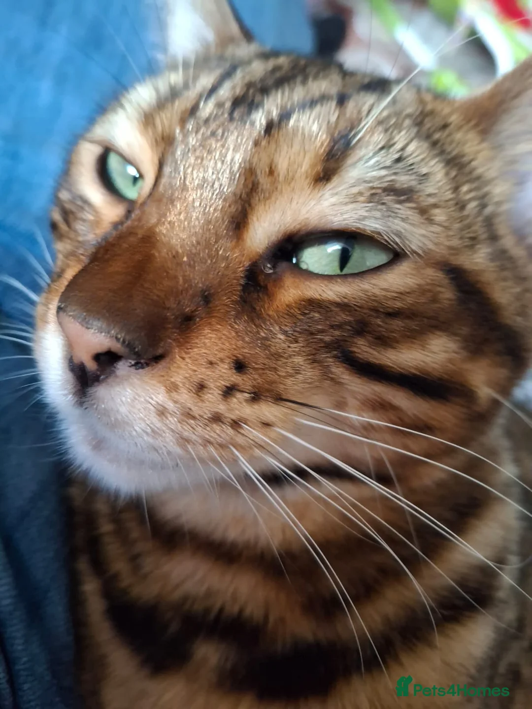 Bengal cats for sale: Pure breed Bengal cat - Advert 4