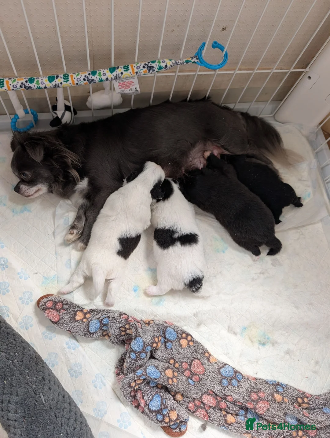 Pomchi dogs for sale: Stunning Pomchi babies - Advert 1