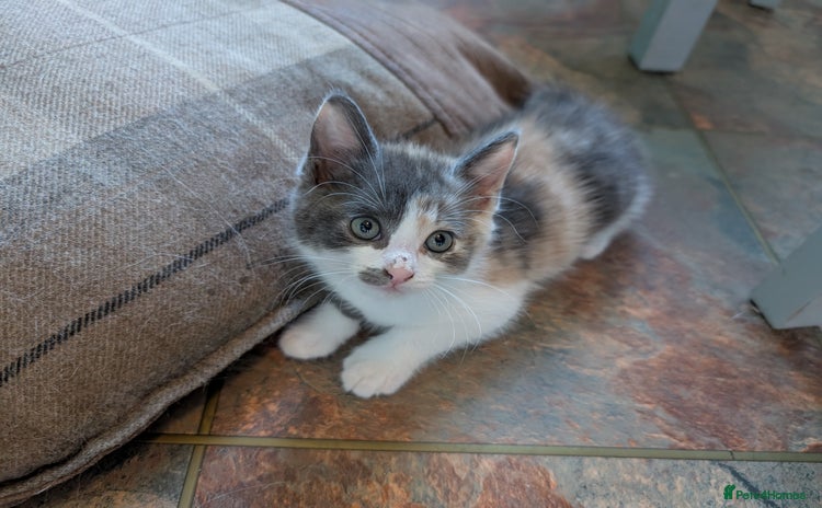Mixed Breed cats - Advert 3