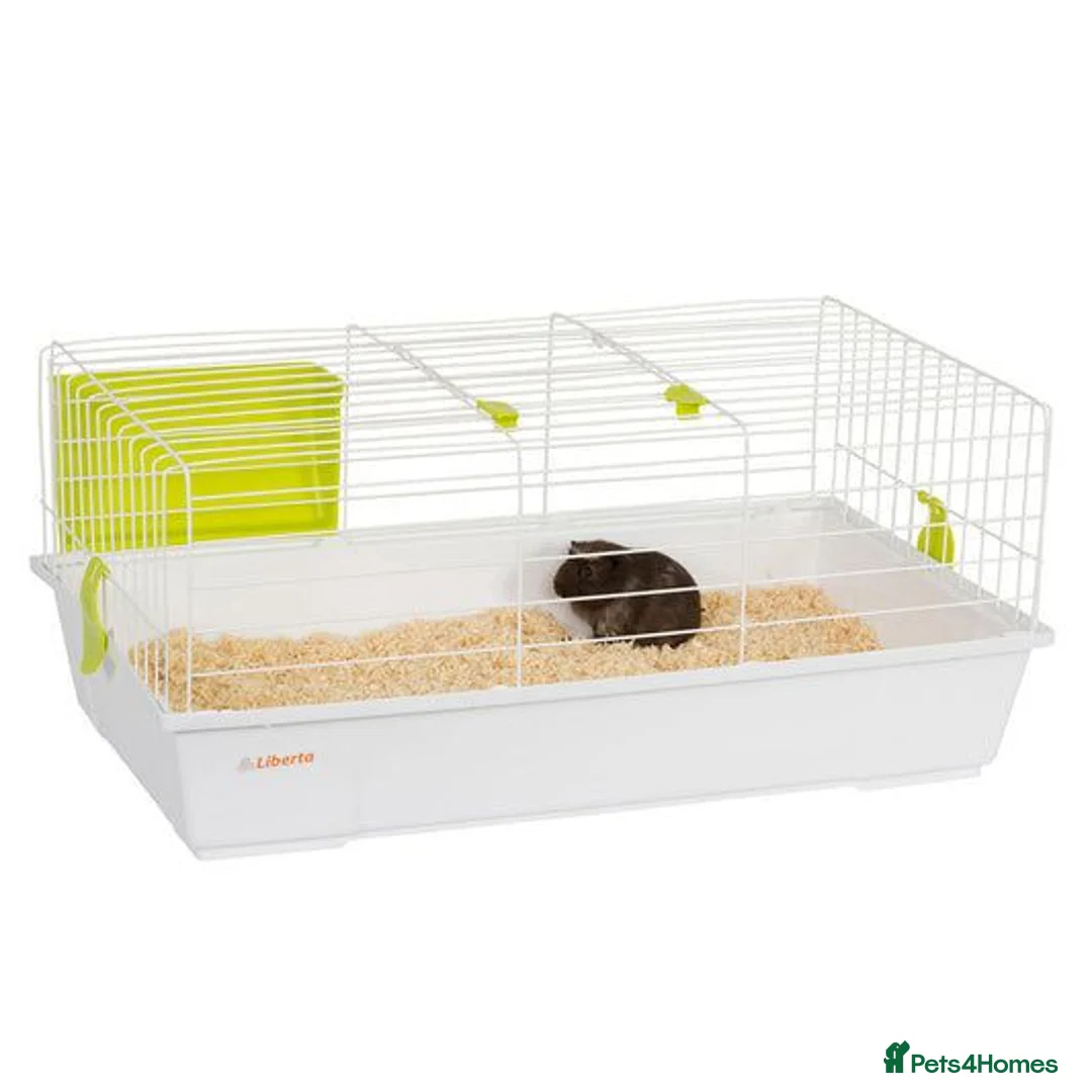 Mixed Breed rabbits for sale: Baby Lionhead Rabbits 8 week old, handled daily  - Advert 5