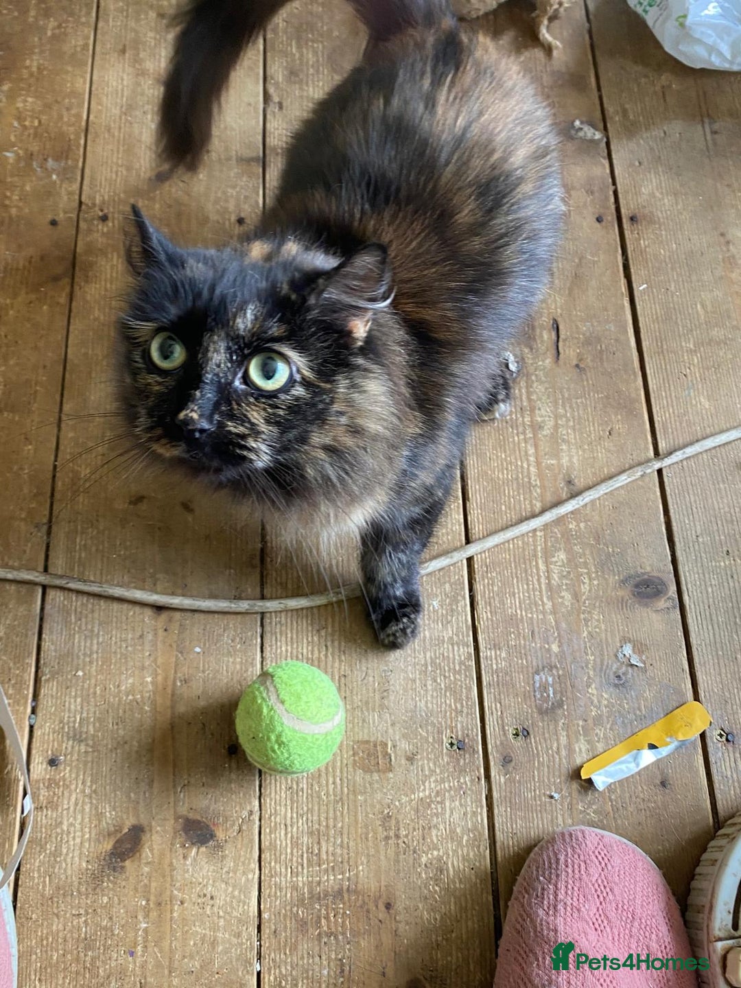 Mixed Breed cats for sale: Genie - Image 2