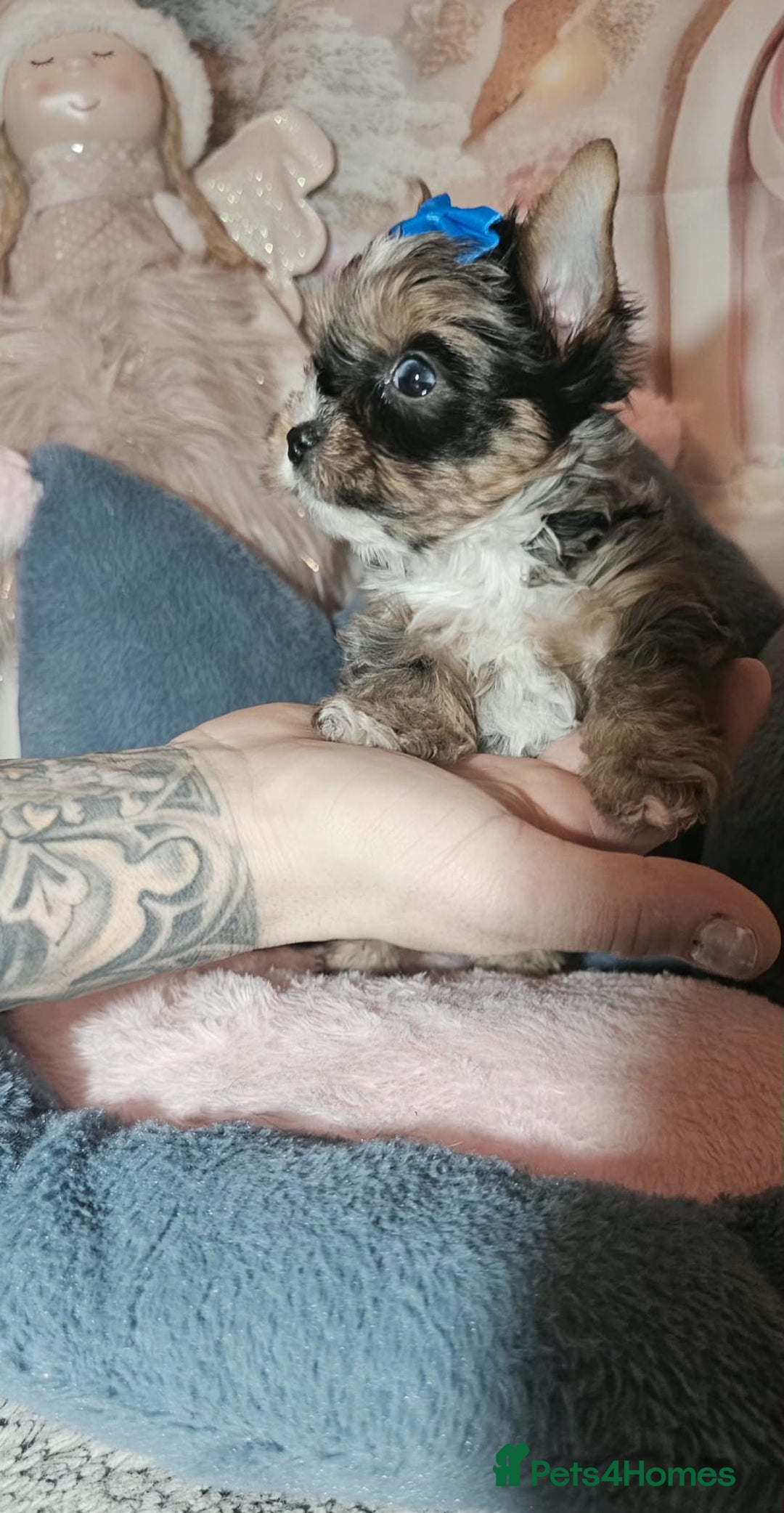 Yorkshire Terrier dogs for sale: Tiny Yorkshire Terrier with one boy merle - Advert 21