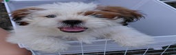 Shih Tzu dogs for sale: Shih tzu puppies  - Advert 6