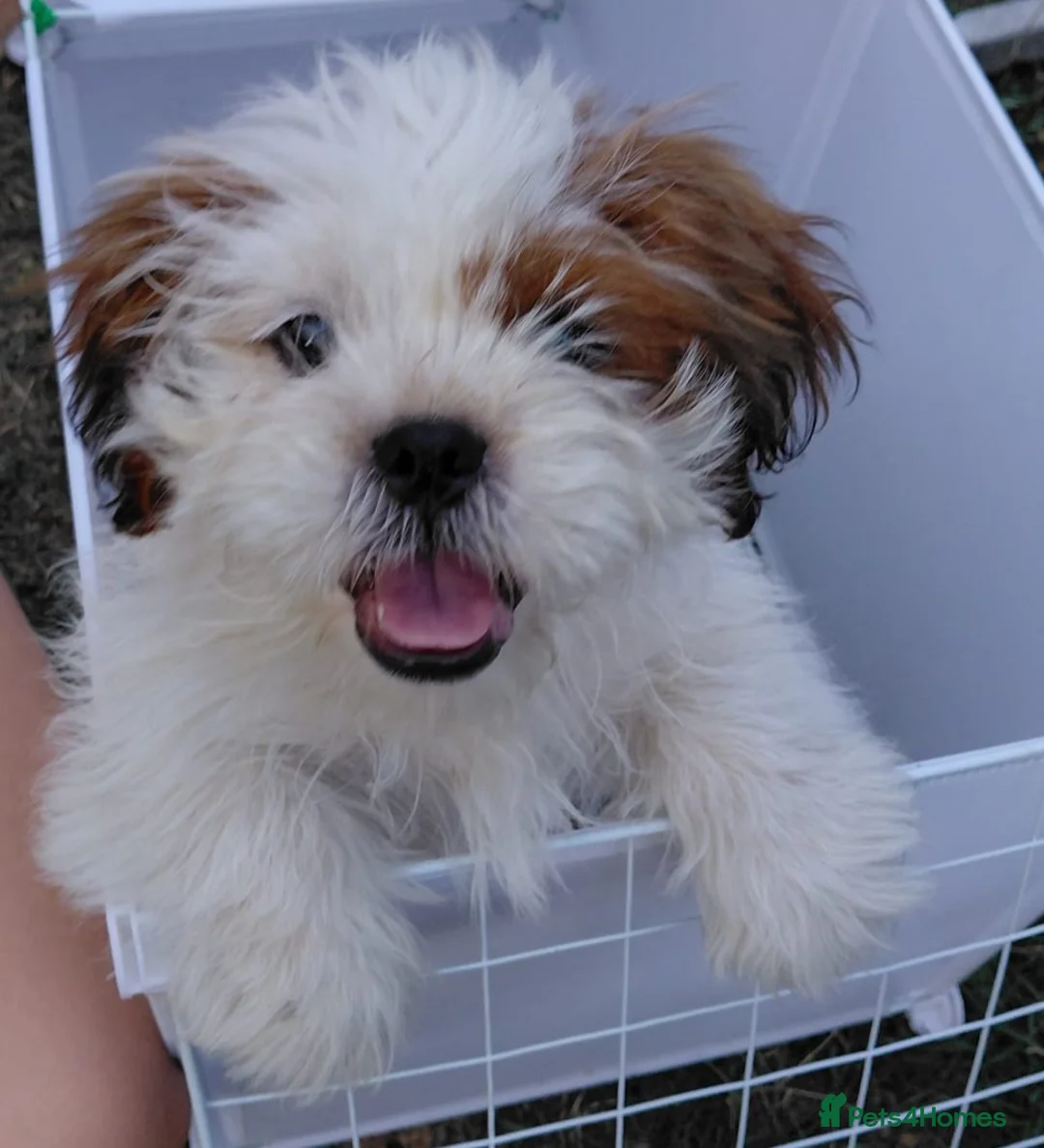 Shih Tzu dogs for sale: Shih tzu puppies  - Advert 6