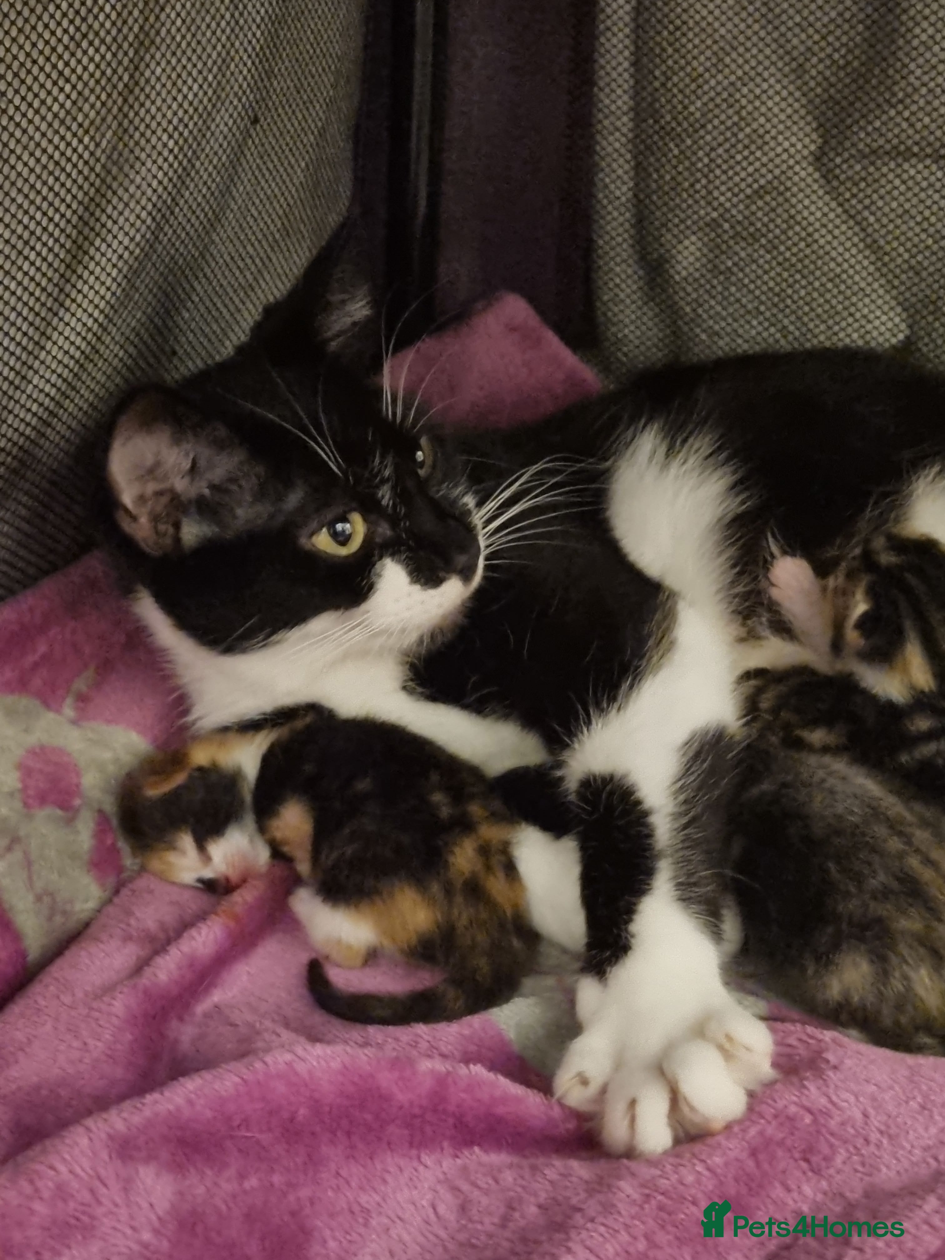 Mixed Breed cats Kittens for adoption - Advert 1