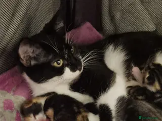 Mixed Breed cats Kittens for adoption - Advert 3