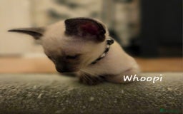 Balinese cats for sale: 8 supersoft purebred GCCF reg Balinese variants - Image 4