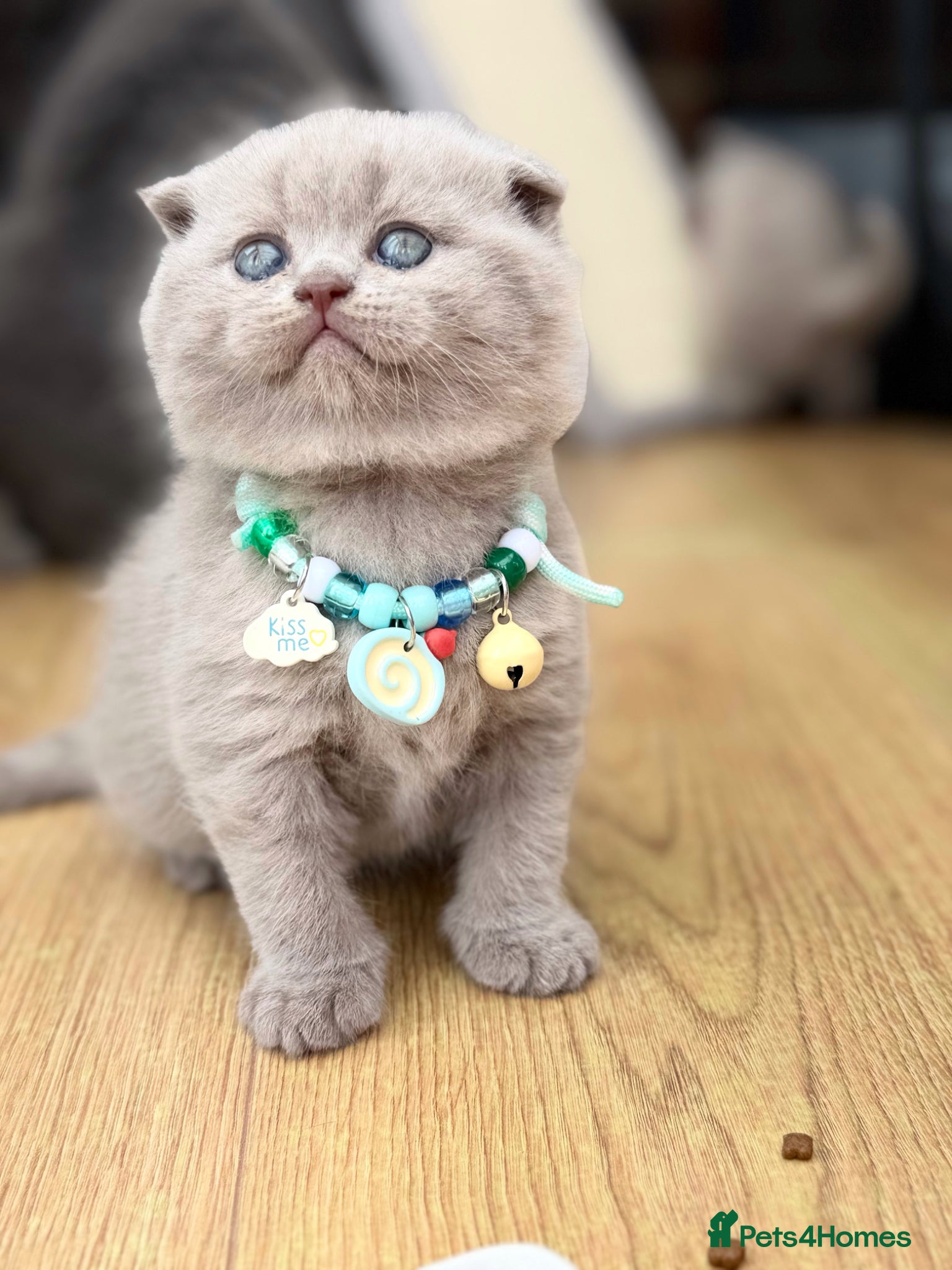 Scottish Fold cats Scottish fold/straight  - Advert 10