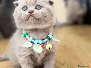 Scottish Fold cats Scottish fold/straight - Advert 10