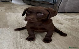 Labrador Retriever dogs for sale: Labrador puppies  - Image 12