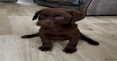 Labrador Retriever dogs - Advert 5