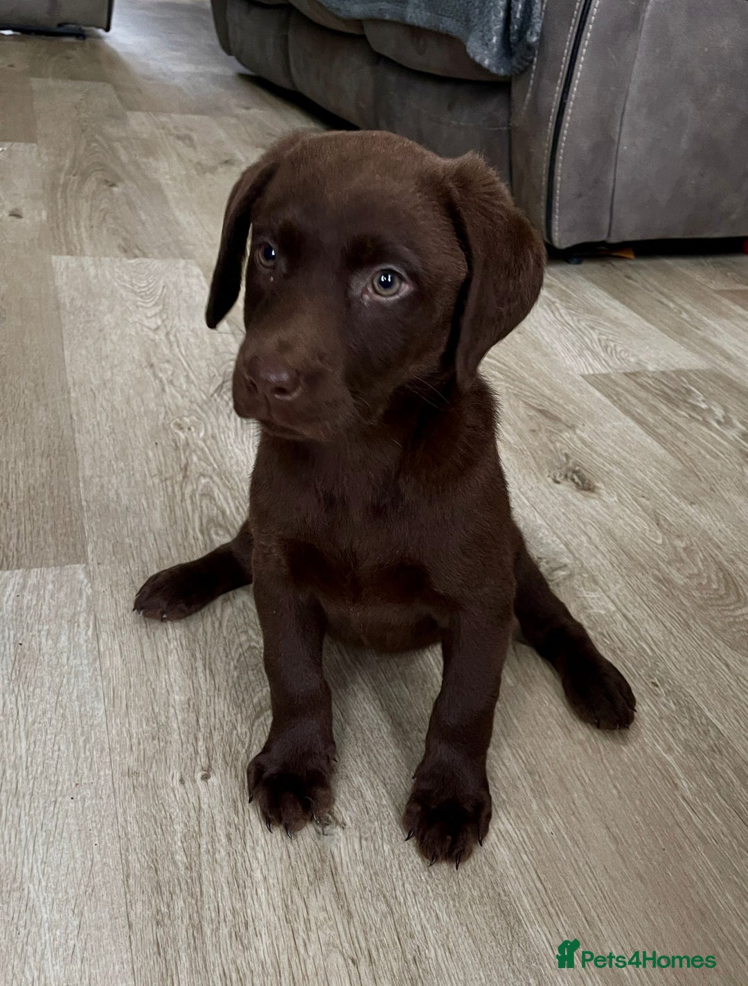 Labrador Retriever dogs for sale: Labrador puppies  - Image 12
