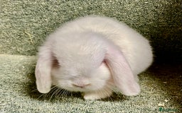 Mini Lop rabbits for sale: Sweet Mini lop baby boy - Image 4