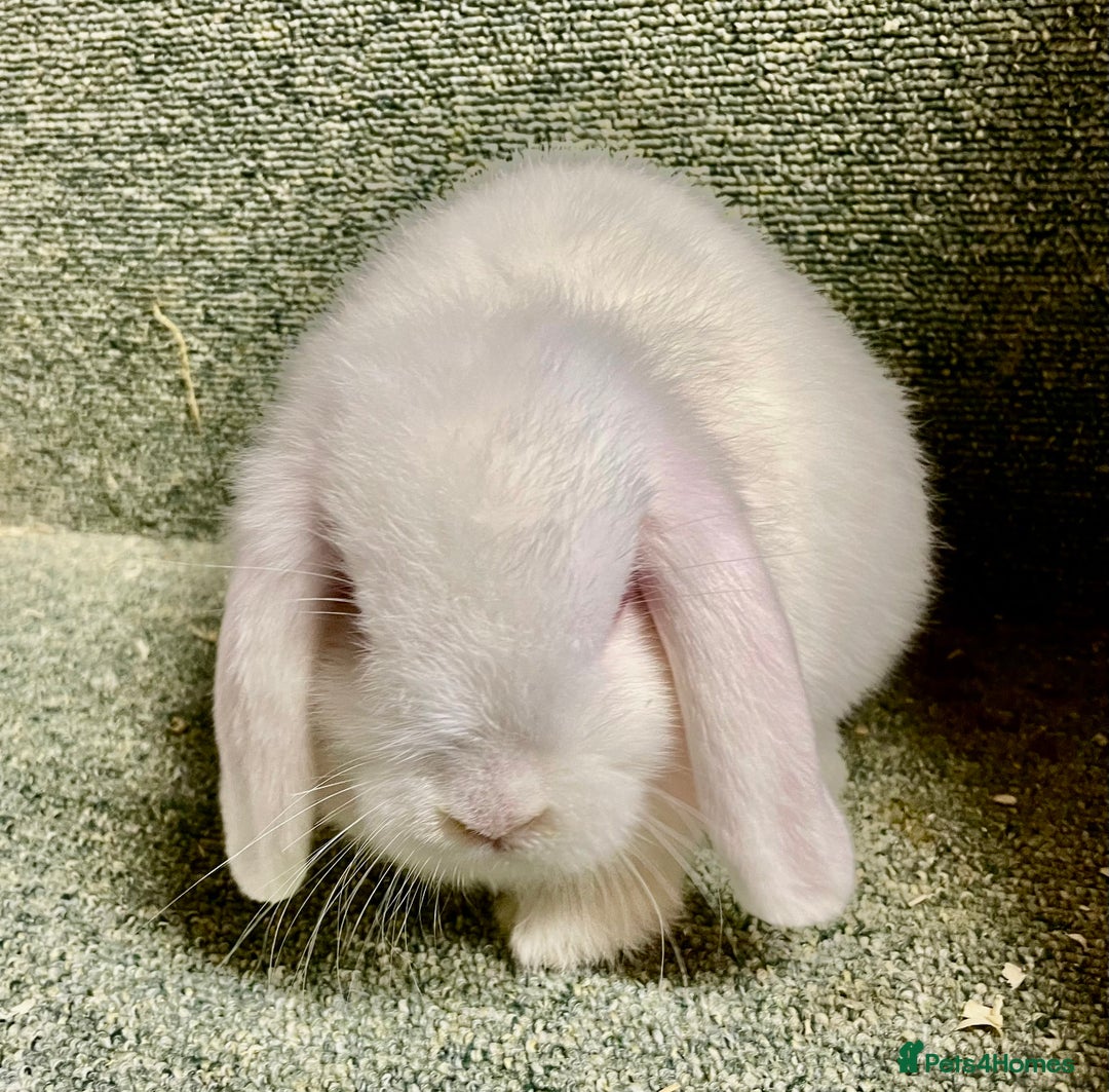 Mini Lop rabbits for sale: Sweet Mini lop baby boy - Image 4