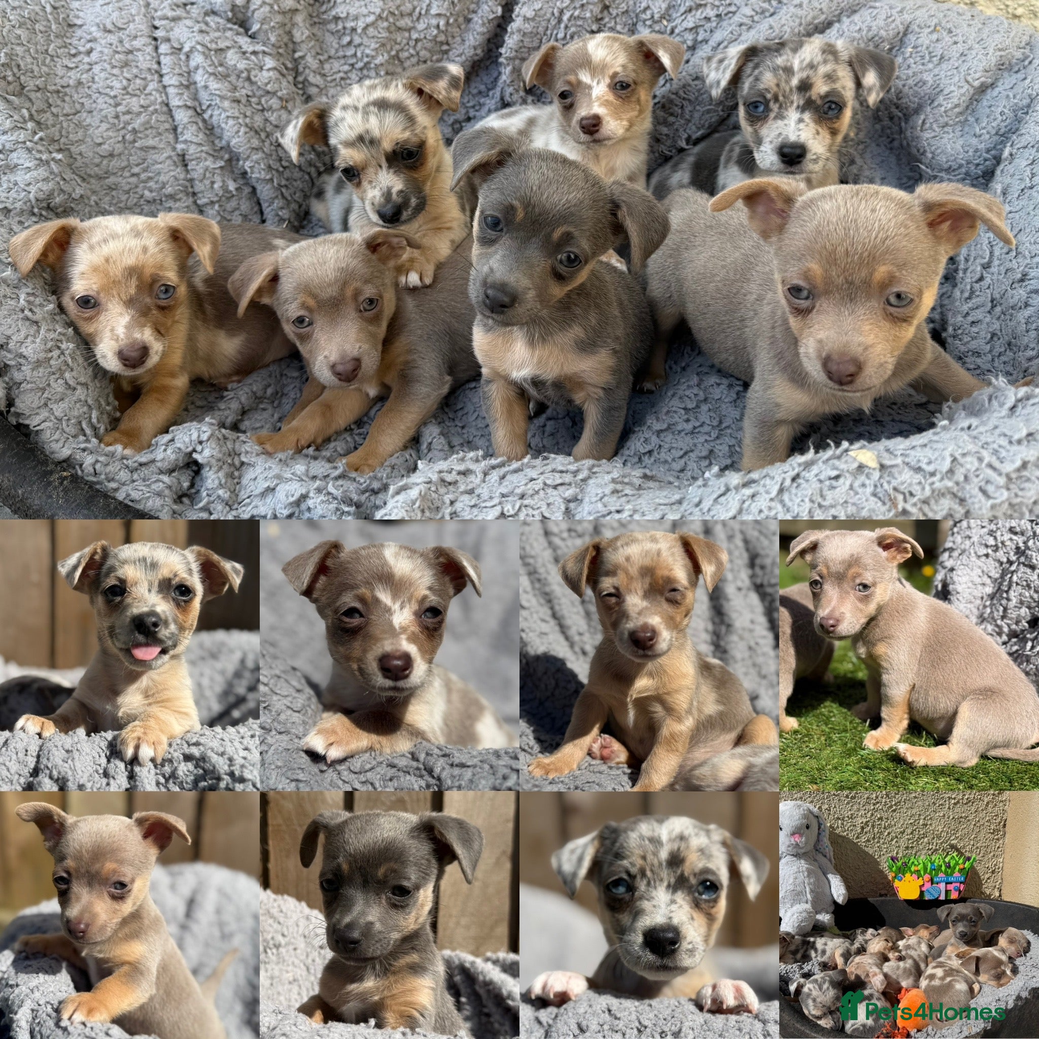 Jack Russell dogs Merle, blue and lilac Jack Russell pups  - Advert 2