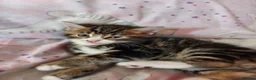 Mixed Breed cats for sale:  Beautiful fluffy playful kittens - Advert 14