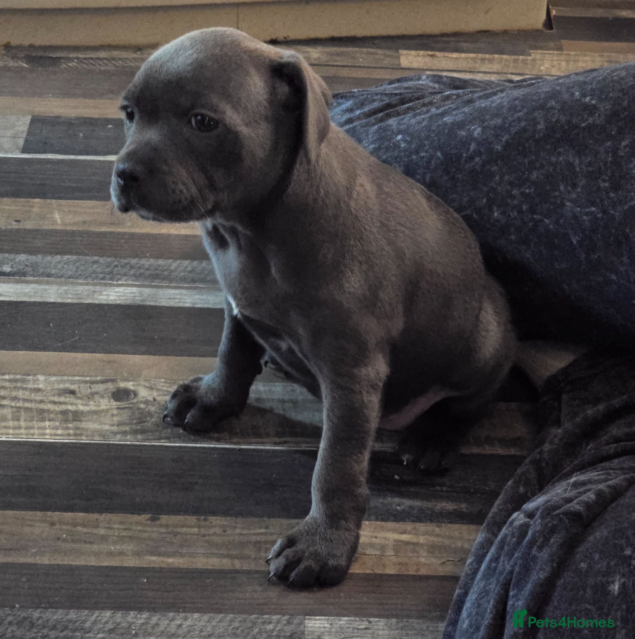 Staffordshire Bull Terrier dogs Stunning KC reg SBT BLUE PUPS - Advert 1