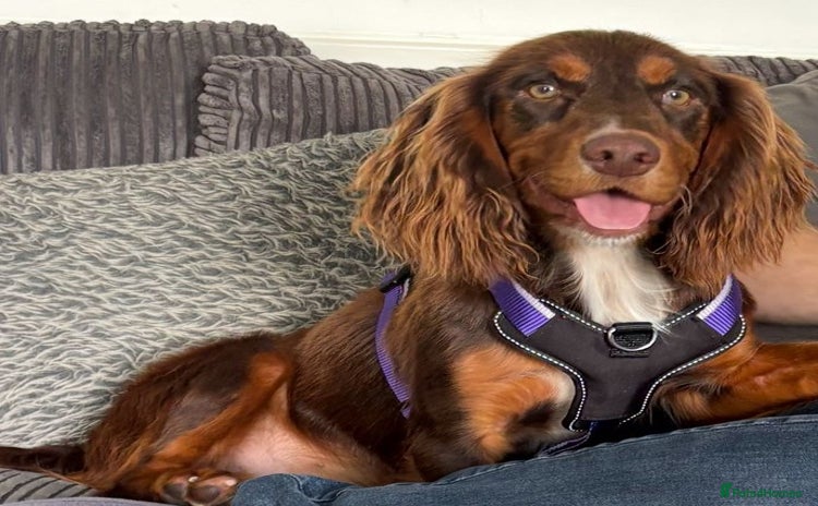 Cocker Spaniel dogs - Advert 14