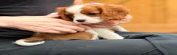 Cavalier King Charles Spaniel dogs for sale: Beautiful KC Reg Cavalier Puppies - Advert 10
