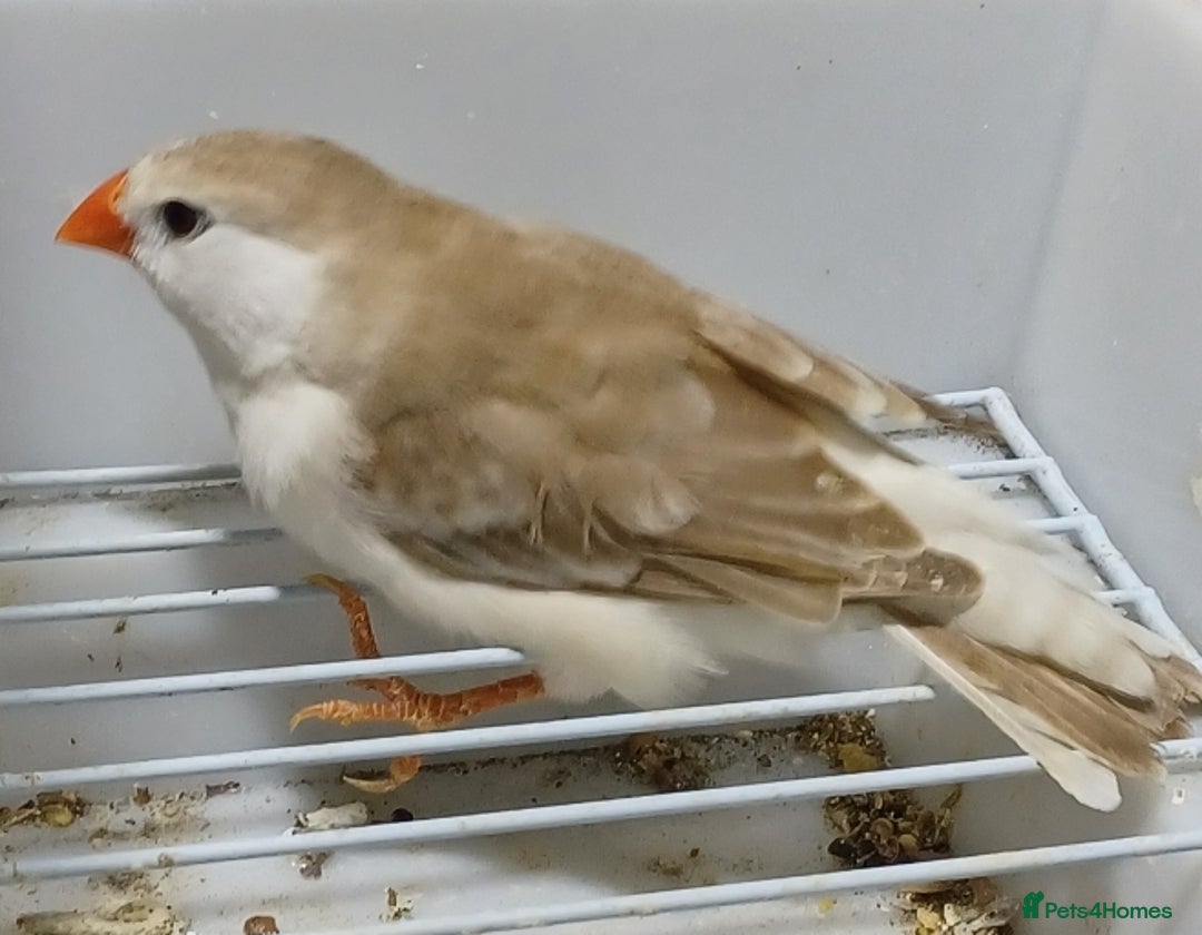 Finches birds for sale: PENGUIN ZEBRA FAWN PIED FINCHES  - Advert 7