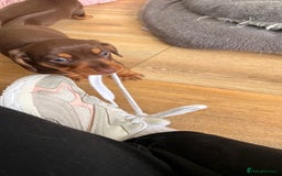 Miniature Dachshund dogs for stud: 🐾 KC Miniature Dachshund – Otto Von Krumm 🐾 - Image 12