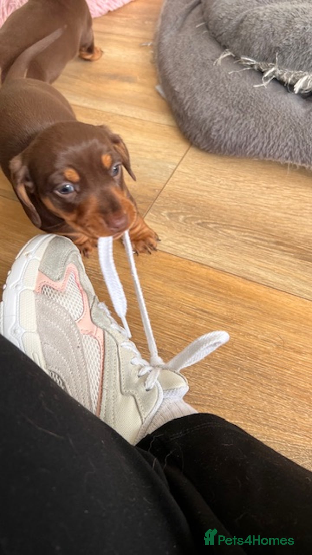 Miniature Dachshund dogs for stud: 🐾 KC Miniature Dachshund – Otto Von Krumm 🐾 - Image 12