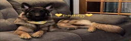 German Shepherd dogs for sale: Female German Shepherd Puppy **available now** - Advert 19