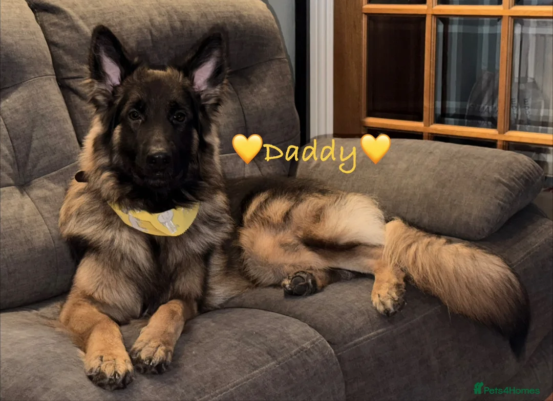 German Shepherd dogs for sale: Female German Shepherd Puppy **available now** - Advert 19