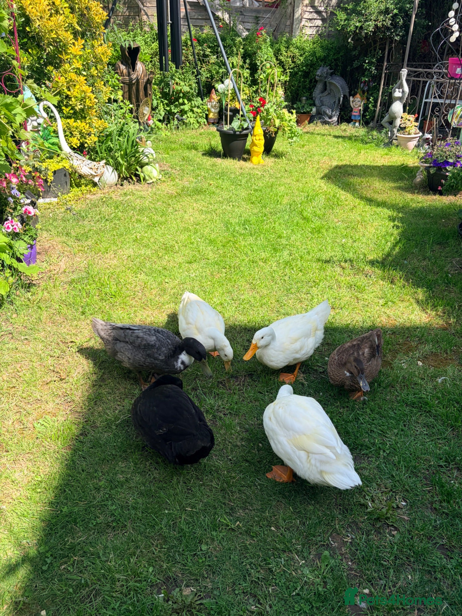 Ducks poultry Ducks !  - Advert 1