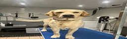 Goldador dogs for sale: 4-Year-Old Friendly Family Dog in Chorley - Advert 5