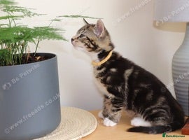 Mixed Breed cats Tabby kittens ready Now  - Advert 4