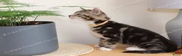 Mixed Breed cats for sale: Tabby kittens ready Now  - Advert 1