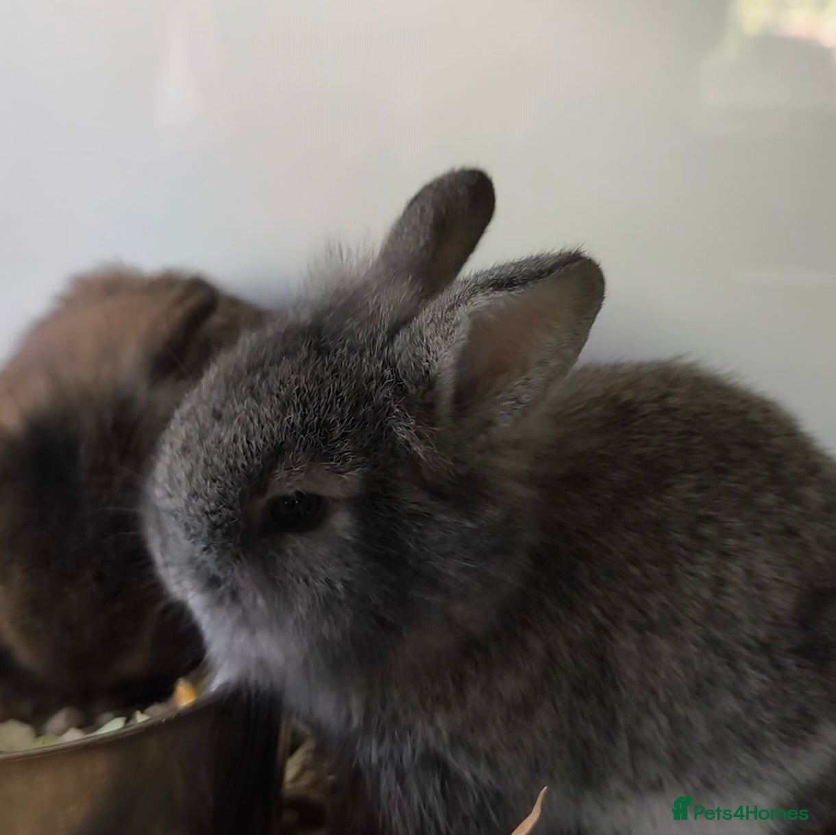 Mini Lop rabbits for sale: Rare Mini Lion Lop Babies for Sale  - Advert 17