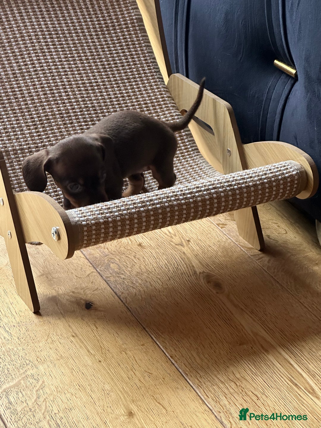 Miniature Dachshund dogs for sale: Miniature Dachshund Puppies - Image 6