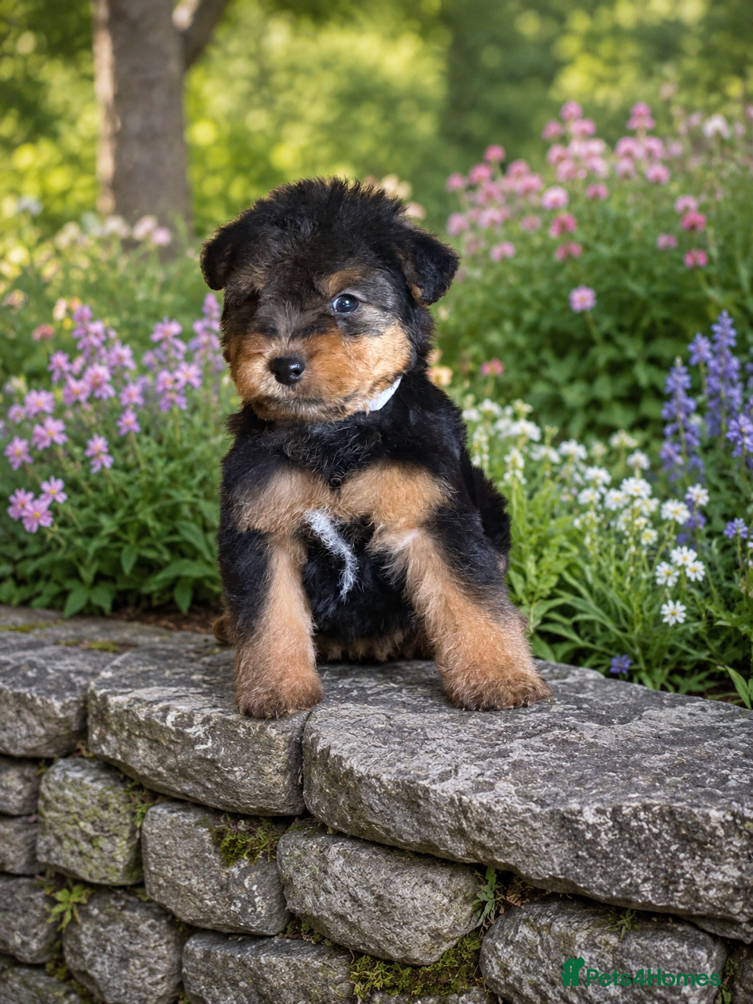 Mixed Breed dogs Wawauzer puppies  - Advert 8