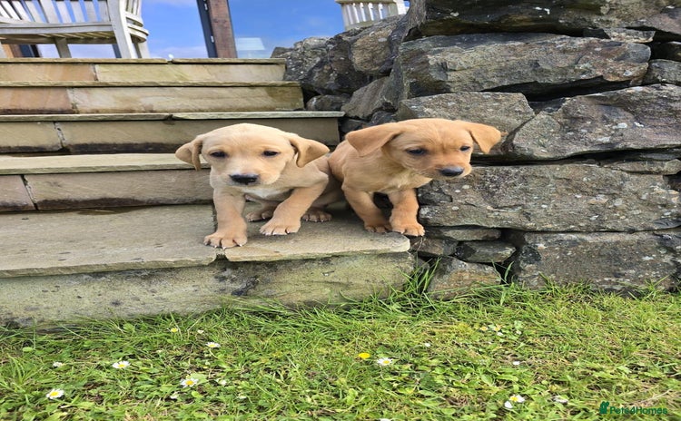 Labrador Retriever dogs - Advert 3