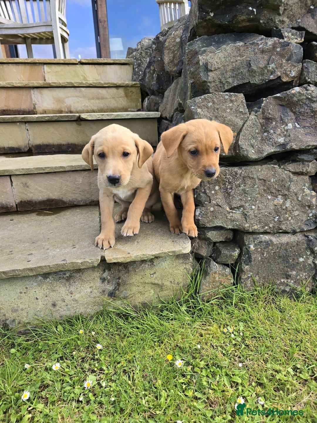 Labrador Retriever dogs for sale: 2 Labradors Boy Pups Red/Yellow - Image 1