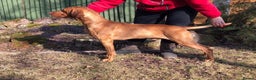 Hungarian Vizsla dogs for stud: KC Registered Hungarian Junior Champion for Stud in Brampton - Advert 4