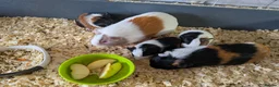 Guinea Pig rodents for sale: Mixture of baby and adult female guinea pigs  - Advert 6