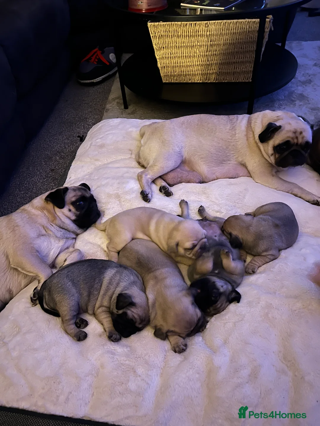 Pug dogs for sale: Top quality Pedigree pugs kc registered leeds - Advert 21