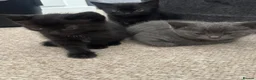 Mixed Breed cats for sale: Kittens 1 grey boy 2 red girls in Doncaster - Advert 7
