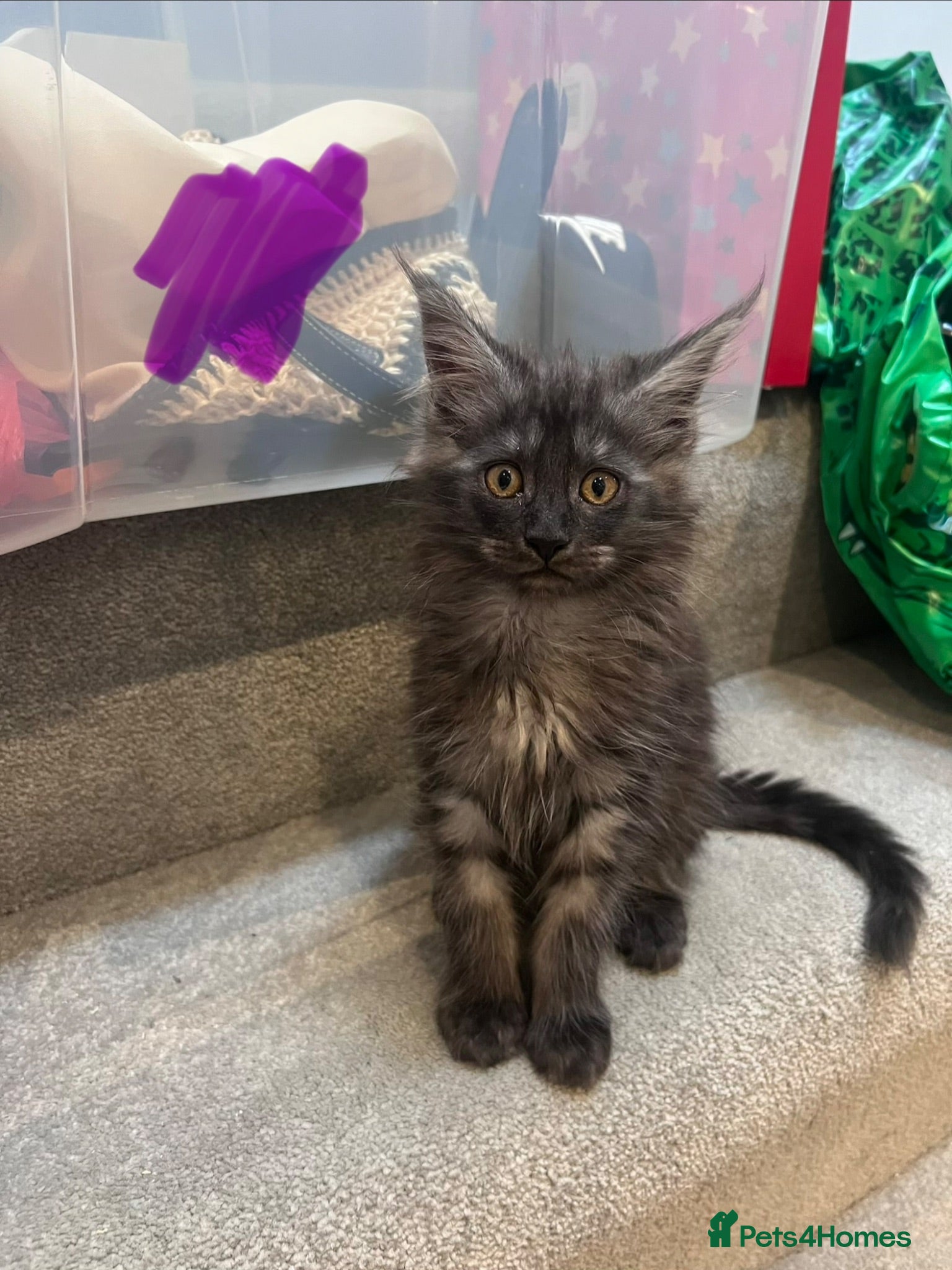 Maine Coon cats 8 kittens reduced 🐱 Ready to leave now  - Advert 1