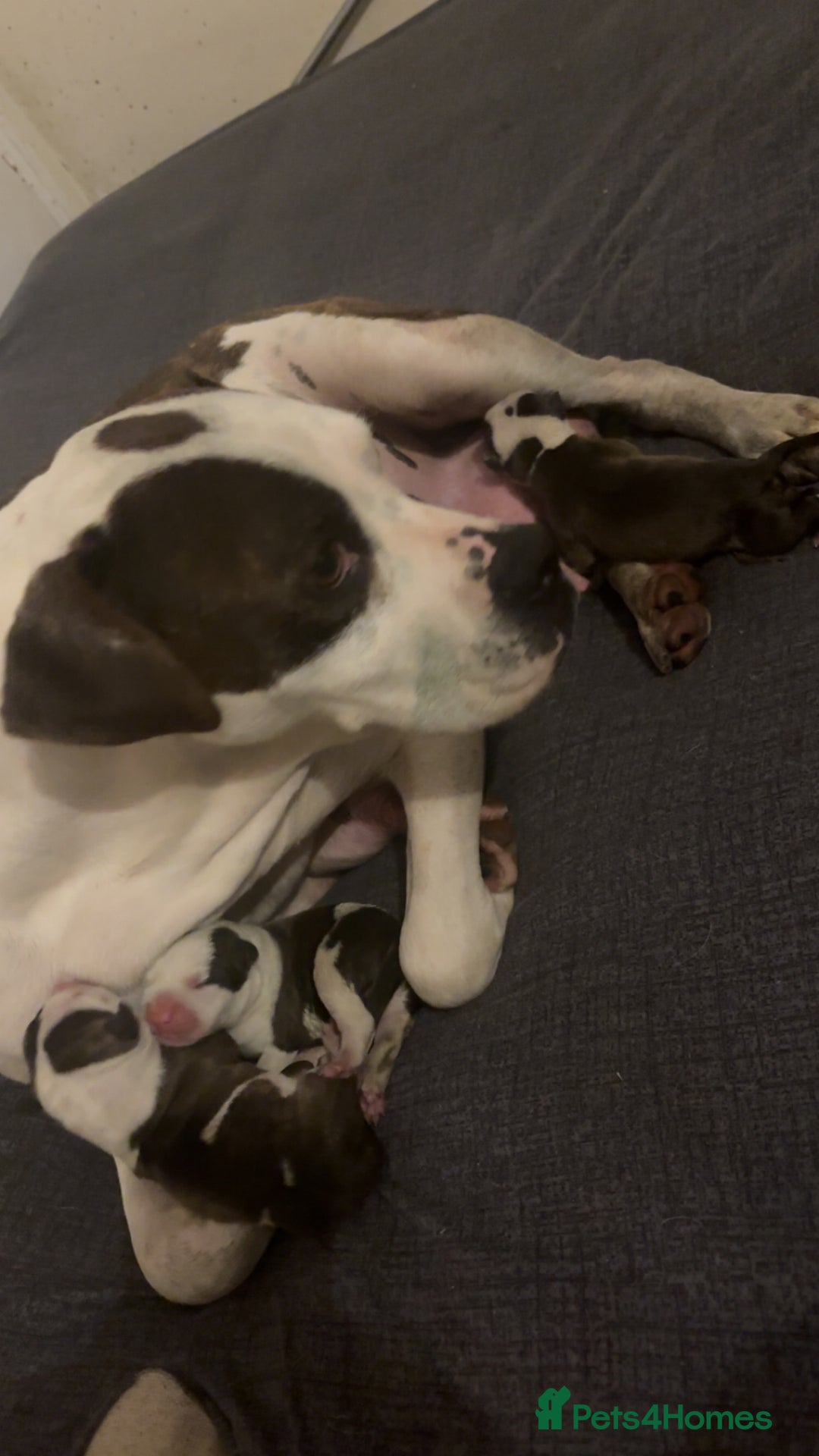 American Bulldog dogs for sale: American bulldog puppies - Image 2