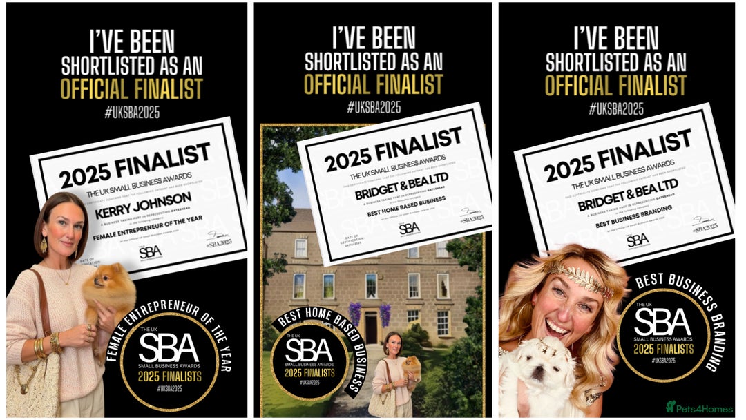 Pekingese dogs for sale: ⭐️PUPPIES ARRIVED⭐️ - Advert 27