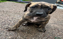 Staffordshire Bull Terrier dogs for sale: Beautiful Staffy pups - Image 7