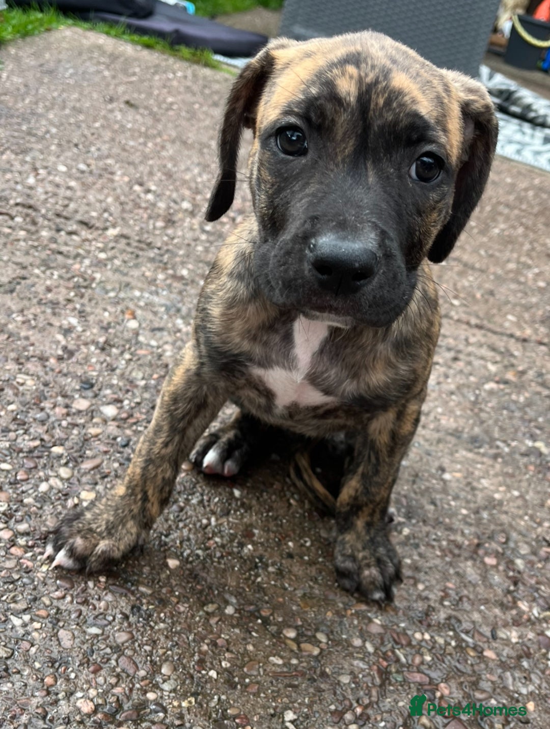 Staffordshire Bull Terrier dogs for sale: Beautiful Staffy pups - Image 7