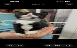 Ragdoll cats for sale: Kittens  - Advert 2