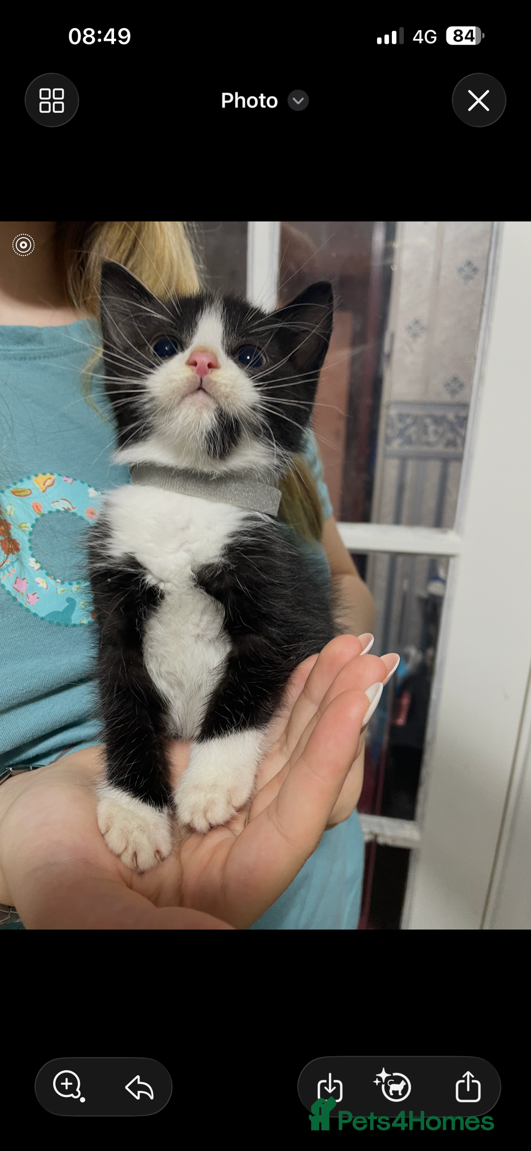 Ragdoll cats for sale: Kittens  - Advert 2